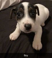 Jack Russell Terrier Puppies for sale in Jacksonville, NC, USA. price: NA