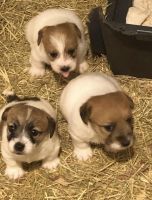 Jack Russell Terrier Puppies for sale in Charlotte, NC 28277, USA. price: NA