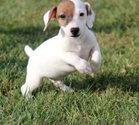 Jack Russell Terrier Puppies for sale in Newark, NJ, USA. price: NA