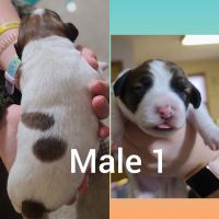 Jack Russell Terrier Puppies for sale in Bremen, OH 43107, USA. price: NA