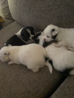 Jack Russell Terrier Puppies for sale in Clermont, FL, USA. price: NA