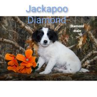 Jack Russell Terrier Puppies for sale in Clare, MI 48617, USA. price: NA
