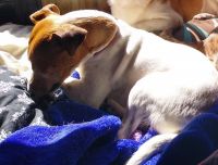 Jack Russell Terrier Puppies for sale in Tuolumne County, CA, USA. price: NA