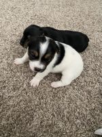 Jack Russell Terrier Puppies for sale in Richmond, VA 23294, USA. price: NA