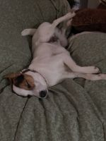 Jack Russell Terrier Puppies for sale in Killeen, TX, USA. price: NA