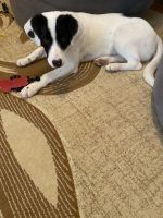 Jack Russell Terrier Puppies for sale in Orland Hills, IL, USA. price: NA