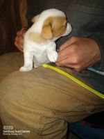 Jack Russell Terrier Puppies for sale in Fremont, CA, USA. price: NA