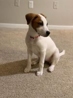 Jack Russell Terrier Puppies for sale in Houston, TX 77095, USA. price: NA