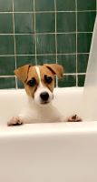 Jack Russell Terrier Puppies for sale in Boston, MA 02135, USA. price: NA