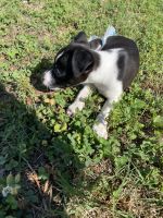 Jack Russell Terrier Puppies for sale in Duluth, GA 30096, USA. price: NA