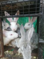 Jackrabbit Rabbits for sale in Ettumanoor, Kerala, India. price: 2500 INR
