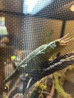 Jacksons Chameleon Reptiles for sale in Cincinnati, OH, USA. price: $475