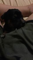 Jagdterrier Puppies for sale in Homestead, FL, USA. price: NA