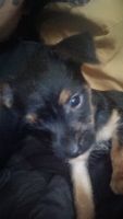 Jagdterrier Puppies for sale in Atlanta, GA, USA. price: $1,200