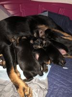 Jagdterrier Puppies for sale in Marysville, California. price: $500