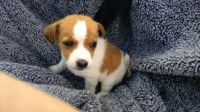 Jagdterrier Puppies for sale in Houston, TX 77001, USA. price: NA