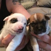 Jagdterrier Puppies for sale in New York, NY, USA. price: NA