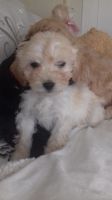 Jagdterrier Puppies for sale in Indianapolis, IN 46201, USA. price: NA