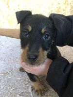 Jagdterrier Puppies for sale in Westcliffe, CO 81252, USA. price: NA