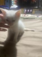 Japanese Bobtail Cats for sale in Oakhurst, CA 93644, USA. price: $400