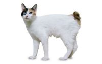 japanese bobtail cat