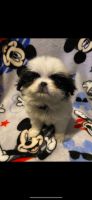 Japanese Chin Puppies for sale in Laurence Harbor, NJ 08879, USA. price: NA