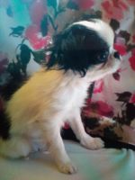 Japanese Chin Puppies for sale in Bloomsburg, PA 17815, USA. price: NA