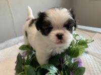 Japanese Chin Puppies for sale in Salem, OR, USA. price: $2,590