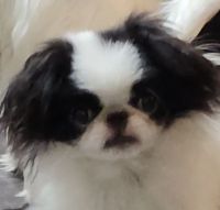Japanese Chin Puppies for sale in Denver, CO, USA. price: $2,500