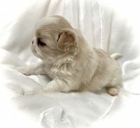 Japanese Chin Puppies for sale in Cuba, Missouri. price: $2,500