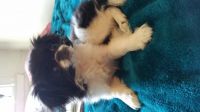 Japanese Chin Puppies for sale in Baltimore, MD, USA. price: NA