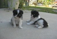 Japanese Chin Puppies for sale in Phoenix, AZ, USA. price: NA