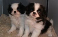 Japanese Chin Puppies for sale in Atlanta, GA, USA. price: NA