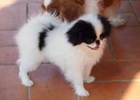 Japanese Chin Puppies for sale in Austin, TX, USA. price: NA