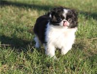 Japanese Chin Puppies for sale in Columbus, OH, USA. price: NA