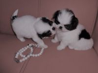 Japanese Chin Puppies for sale in White Hall, AR 71602, USA. price: NA