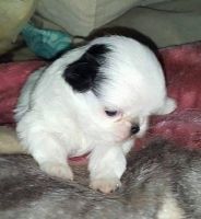 Japanese Chin Puppies for sale in Chicago, IL, USA. price: NA