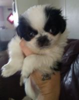 Japanese Chin Puppies for sale in St Cloud, FL 34773, USA. price: NA