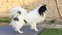 Japanese Chin Puppies for sale in Mackville Harrodsburg Rd, Mackville, KY 40040, USA. price: NA