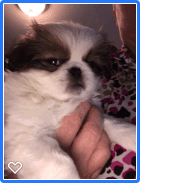 Japanese Chin Puppies for sale in Salem, OR, USA. price: NA
