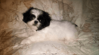 Japanese Chin Puppies for sale in Waterbury, CT, USA. price: NA