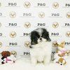 Japanese Chin Puppies for sale in Temple City, CA, USA. price: NA