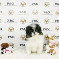 Japanese Chin Puppies for sale in Temple City, CA, USA. price: NA