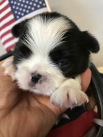 Japanese Chin Puppies for sale in Salem, OR, USA. price: NA