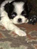 Japanese Chin Puppies for sale in Bradenton, FL, USA. price: NA