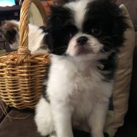 Japanese Chin Puppies Photos