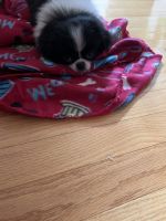 Japanese Chin Puppies for sale in Rocky Hill, CT, USA. price: NA