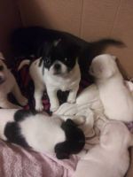 Japanese Chin Puppies for sale in Riverdale, CA 93656, USA. price: NA