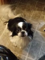 Japanese Chin Puppies for sale in Milwaukee, WI, USA. price: NA