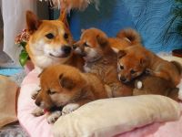 Japanese Chin Puppies Photos